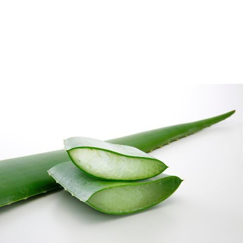 Aloe Vera Seedling