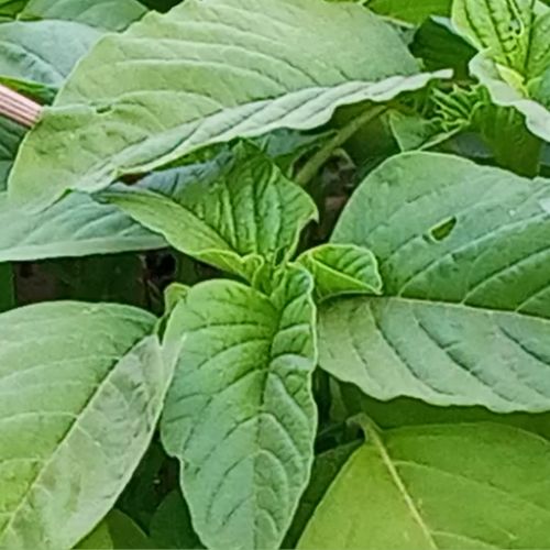 Amaranth Seedling