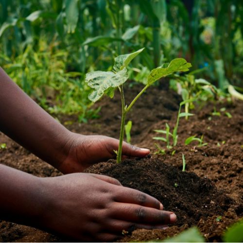 Organic vegetable seedlings and heirloom seeds for sale in The Gambia