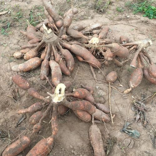 Fresh Organic Cassava for sale at Technofarm Organic Farm in The Gambia