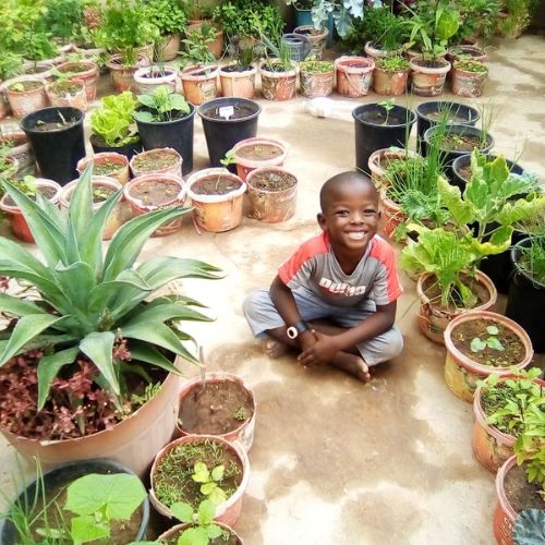 Container gardening using recycled buckets and bags in The Gambia