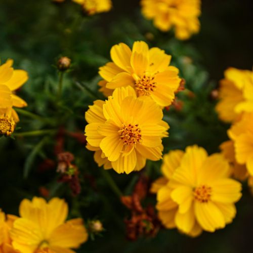 Cosmos Flower Seedling