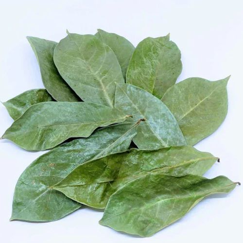 Dried Soursop Leaves for sale at Technofarm Organic Farm in The Gambia