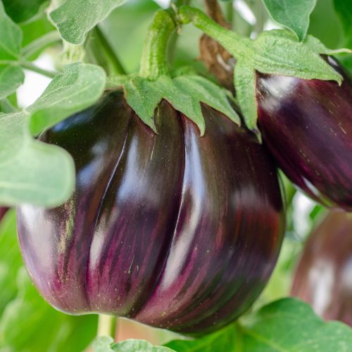 Eggplant Seeds