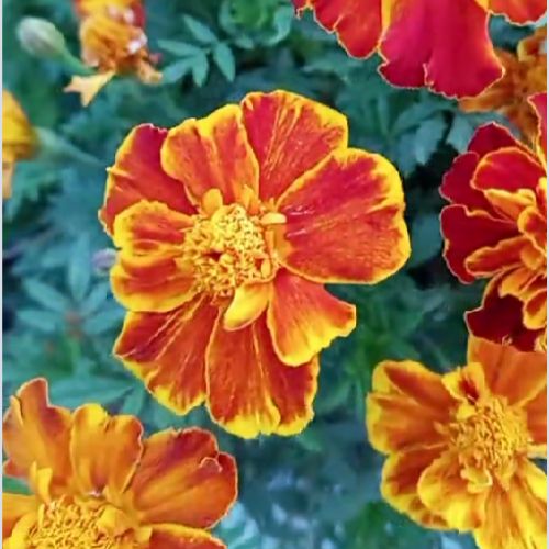 French Marigold Seedling