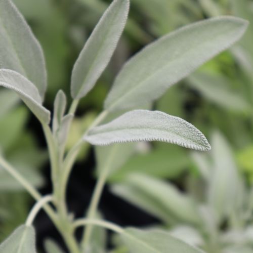Fresh Organic Sage Leaves for sale at Technofarm Organic Farm in The Gambia