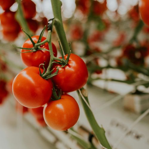 Gambia Organic Tomatos
