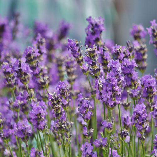 Lavender Seedling