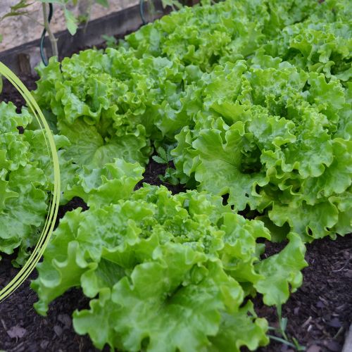 Heirloom Lettuce Seeds for sale at Technofarm Organic Farm in The Gambia
