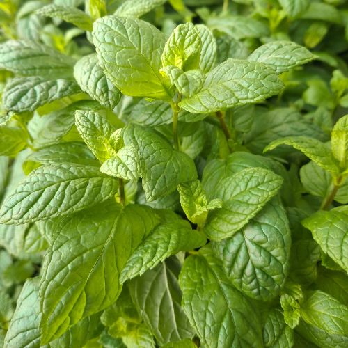 Mint Seedling
