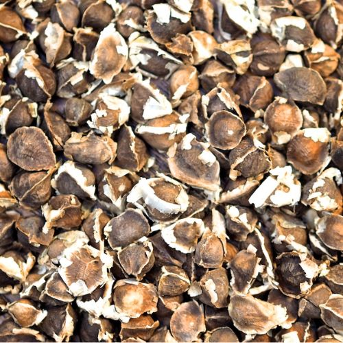 Organic Moringa Seeds for sale at Technofarm Organic Farm in The Gambia