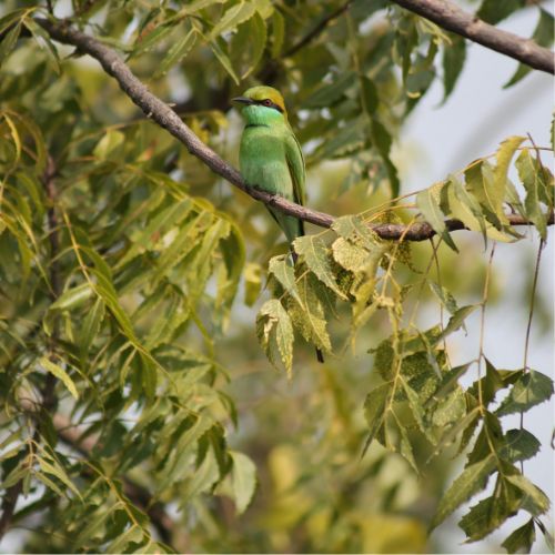 Natural pest control using neem leaves and garlic in The Gambia