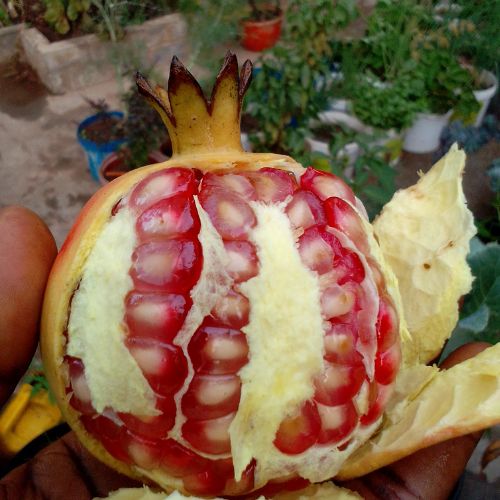 Fresh Organic Pomegranate for sale at Technofarm Organic Farm in The Gambia