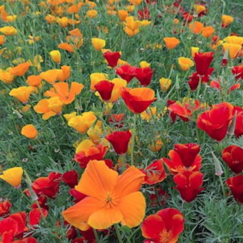 Poppy Flower Seedling