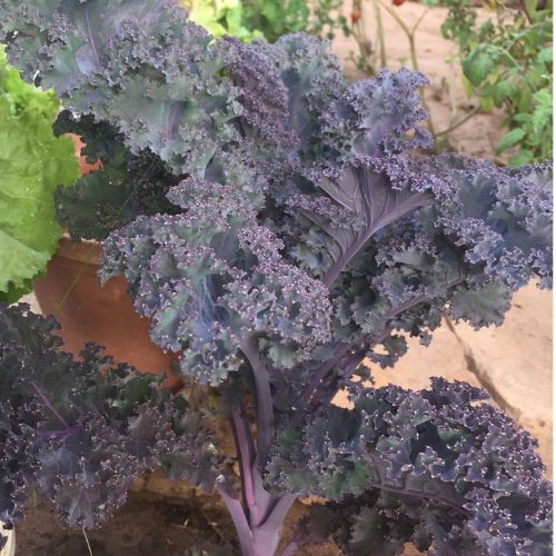 Purple Kale Seedling