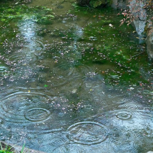 Organic farm in The Gambia during the rainy season