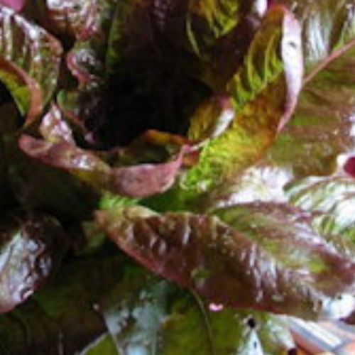 Red Lettuce Seedling