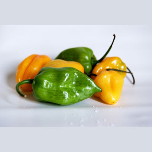 Sun Pepper Habanero Pepper Seeds
