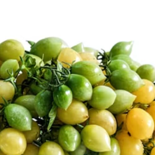 Yellow Cherry Tomato Seedling