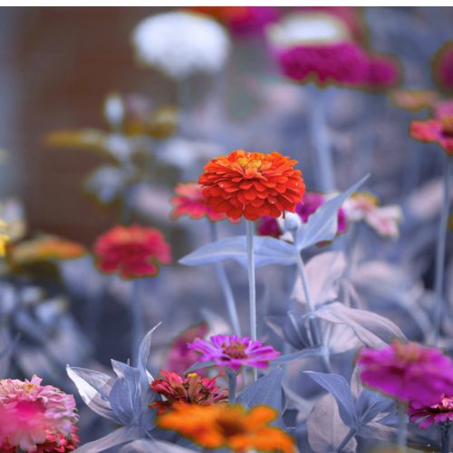 Zinnia Flower Seedling